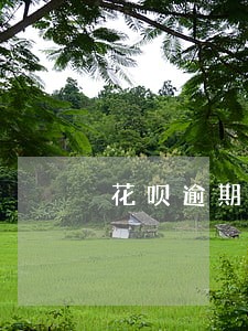 花呗逾期催收偿还全部 花呗逾期催收偿还全部