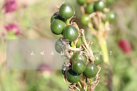 花呗逾期催款烦死了 花呗逾期催款烦死了