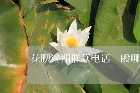 花呗逾期催款电话一般哪里的 花呗逾期催款电话一般哪里的
