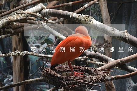 花呗逾期催款电话哪里的 花呗逾期催款电话哪里的