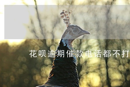 花呗逾期催款电话都不打了
