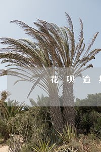 花呗逾期催缴电话是多少 花呗逾期催缴电话是多少