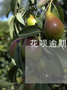 花呗逾期催账会给谁打电话 花呗逾期催账会给谁打电话