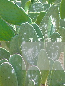 花呗逾期入征信记录吗 花呗逾期入征信记录吗