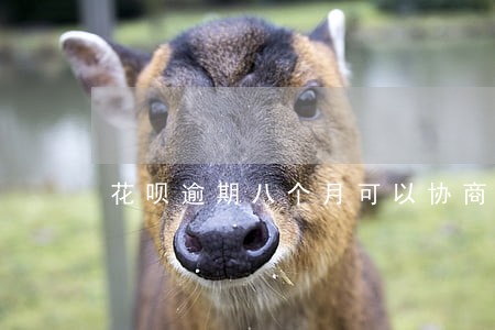 花呗逾期八个月可以协商吗 花呗逾期八个月可以协商吗