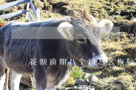 花呗逾期八个月怎么恢复 花呗逾期八个月怎么恢复