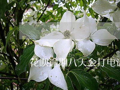 花呗逾期八天会打电话给家人吗 花呗逾期八天会打电话给家人吗