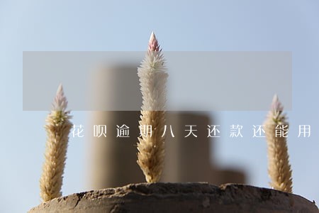 花呗逾期八天还款还能用备用金吗 花呗逾期八天还款还能用备用金吗