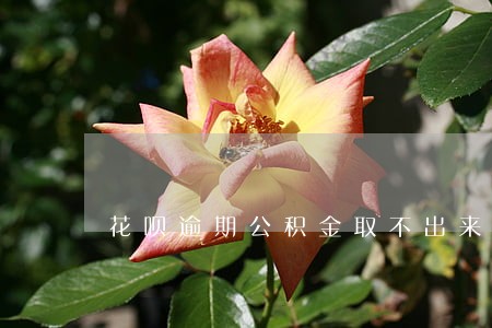 花呗逾期公积金取不出来 花呗逾期公积金取不出来