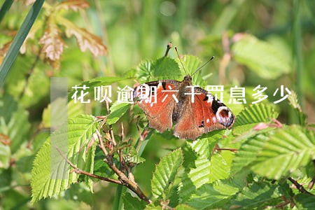 花呗逾期六千罚息多少 花呗逾期六千罚息多少
