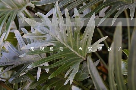 花呗逾期六天就催款了 花呗逾期六天就催款了