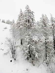 花呗逾期六月份账单图片 花呗逾期六月份账单图片