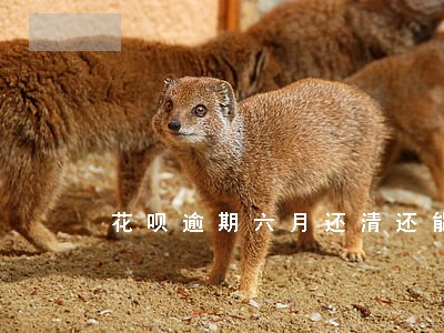花呗逾期六月还清还能用 花呗逾期六月还清还能用