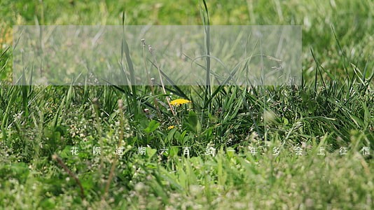 花呗逾期六百多一年多会上征信吗 花呗逾期六百多一年多会上征信吗