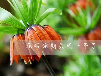 花呗逾期关闭一年了 花呗逾期关闭一年了