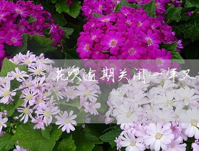 花呗逾期关闭一年又能用了