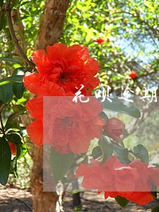 花呗逾期关闭了怎么开通 花呗逾期关闭了怎么开通