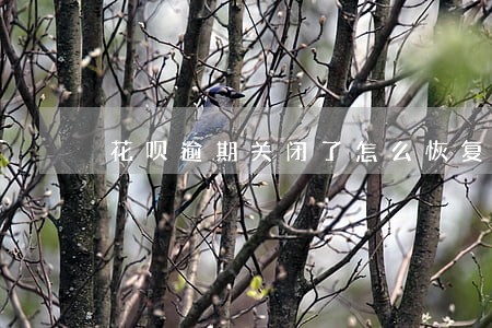 花呗逾期关闭了怎么恢复 花呗逾期关闭了怎么恢复