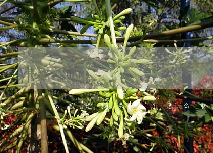 花呗逾期关闭了怎么重新开不起了 花呗逾期关闭了怎么重新开不起了