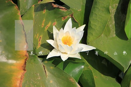 花呗逾期关闭了有什么影响