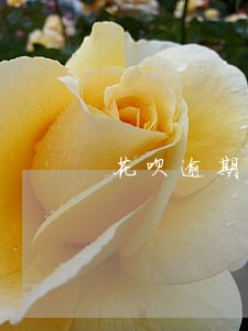 花呗逾期关闭了还款怎么回事 花呗逾期关闭了还款怎么回事