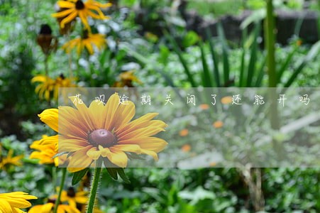 花呗逾期关闭了还能开吗 花呗逾期关闭了还能开吗