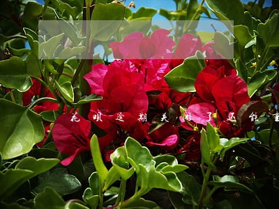 花呗逾期关闭了还能重新开通吗 花呗逾期关闭了还能重新开通吗
