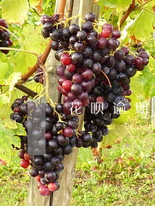 花呗逾期关闭又开了 花呗逾期关闭又开了