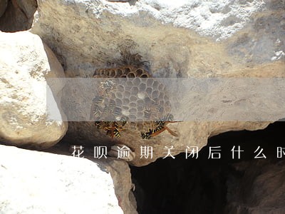 花呗逾期关闭后什么时候开通 花呗逾期关闭后什么时候开通