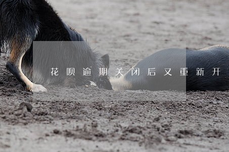 花呗逾期关闭后又重新开了 花呗逾期关闭后又重新开了