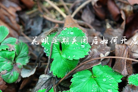 花呗逾期关闭后如何开启 花呗逾期关闭后如何开启