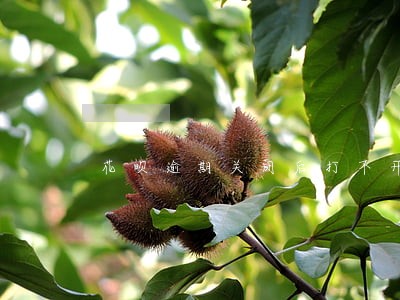 花呗逾期关闭后打不开怎么解封 花呗逾期关闭后打不开怎么解封