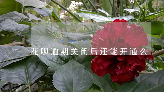 花呗逾期关闭后还能开通么 花呗逾期关闭后还能开通么