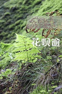 花呗逾期关闭多久会开