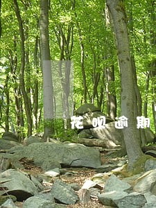 花呗逾期关闭怎么处理 花呗逾期关闭怎么处理