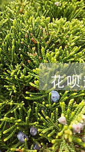 花呗逾期关闭没有还的钱怎么办