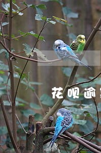 花呗逾期关闭能恢复吗 花呗逾期关闭能恢复吗