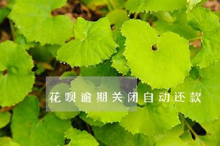 花呗逾期关闭自动还款 花呗逾期关闭自动还款