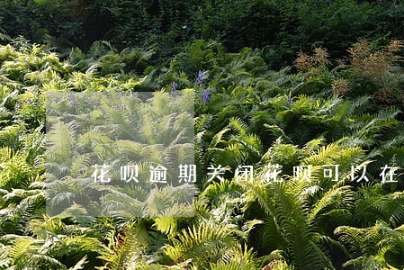 花呗逾期关闭花呗可以在开通吗 花呗逾期关闭花呗可以在开通吗