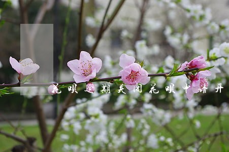 花呗逾期关闭花呗申请开通行吗 花呗逾期关闭花呗申请开通行吗