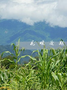 花呗逾期关闭还可以开吗 花呗逾期关闭还可以开吗