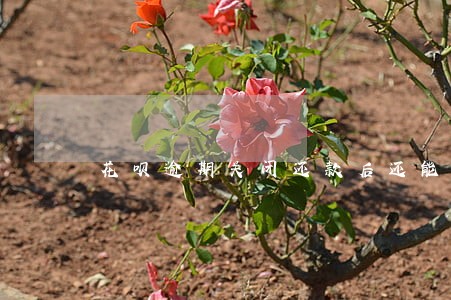 花呗逾期关闭还款后还能使用吗 花呗逾期关闭还款后还能使用吗