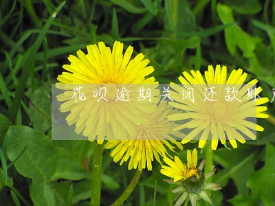 花呗逾期关闭还款账户 花呗逾期关闭还款账户