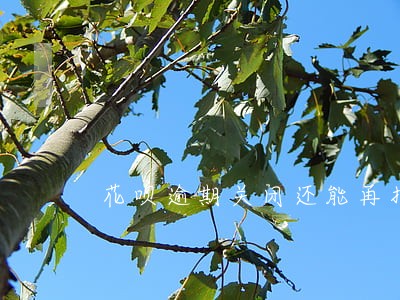花呗逾期关闭还能再打开吗 花呗逾期关闭还能再打开吗