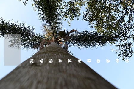 花呗逾期其他平台都不放款 花呗逾期其他平台都不放款