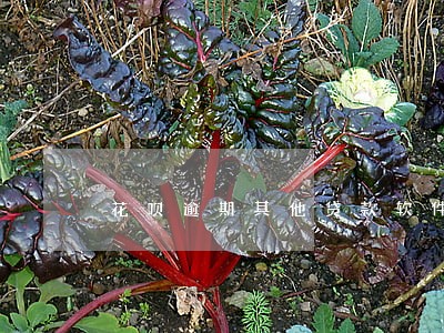 花呗逾期其他贷款软件过不了 花呗逾期其他贷款软件过不了