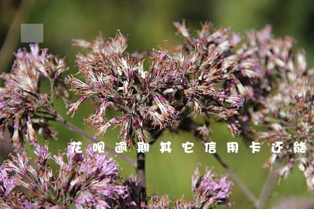 花呗逾期其它信用卡还能用吗 花呗逾期其它信用卡还能用吗