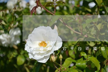 花呗逾期其它平台还能借款吗 花呗逾期其它平台还能借款吗