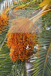花呗逾期具体时间怎么查询
