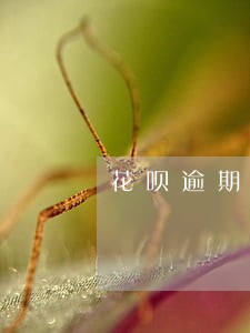 花呗逾期再慢慢还还会立案吗